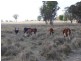 ” Torvale “, Inverell NSW 2360