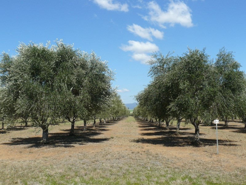 ” Eden Valley “, Moree NSW 2400
