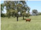 ” Llangollan “, Moree NSW 2400