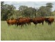 ” Llangollan “, Moree NSW 2400