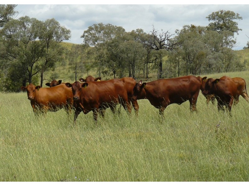 ” Llangollan “, Moree NSW 2400