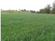 ” Llangollan “, Moree NSW 2400