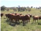 ” Llangollan “, Moree NSW 2400