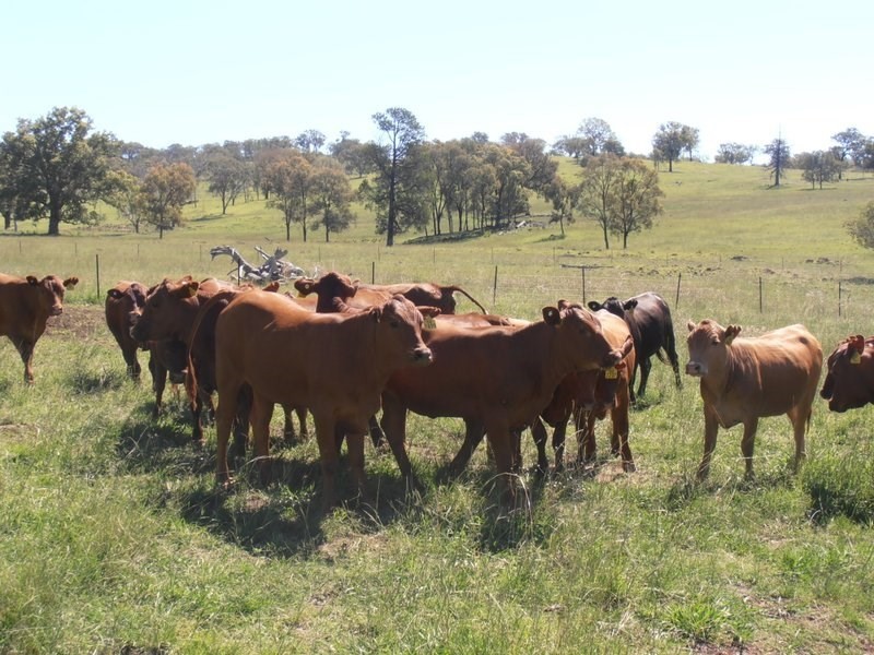 ” Llangollan “, Moree NSW 2400