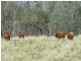 ” Llangollan “, Moree NSW 2400