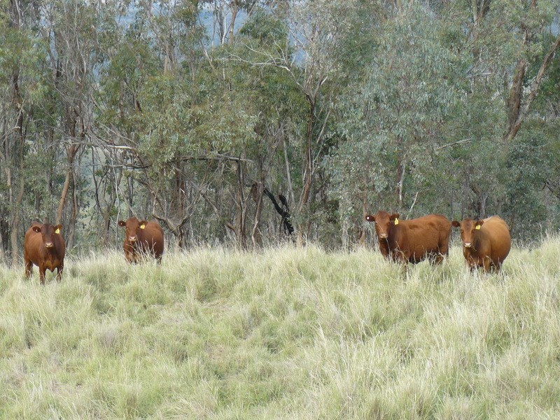 ” Llangollan “, Moree NSW 2400