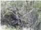 ” Llangollan “, Moree NSW 2400