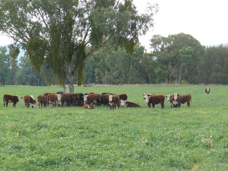 ” Araluen “, ” Finschaffen “, ” Kiaora East “, Bingara NSW 2404