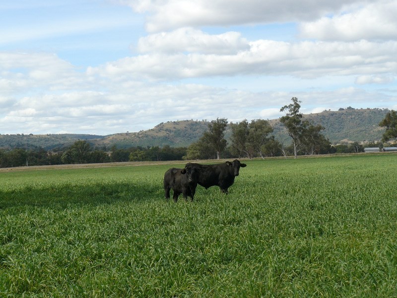 ” Araluen “, ” Finschaffen “, ” Kiaora East “, Bingara NSW 2404