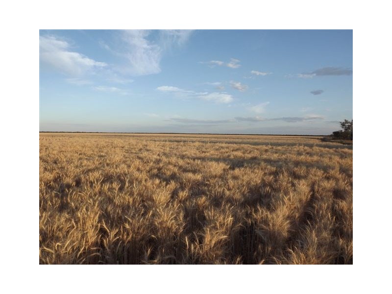 ” Allawah “, Lightning Ridge NSW 2834