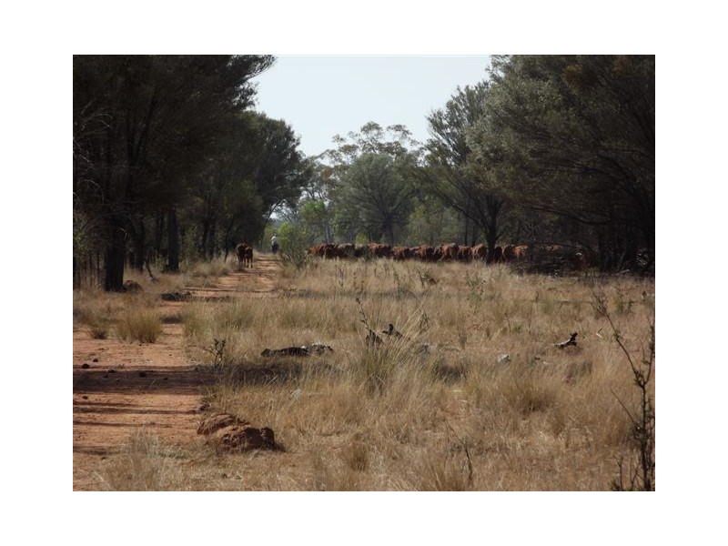 ” Allawah “, Lightning Ridge NSW 2834