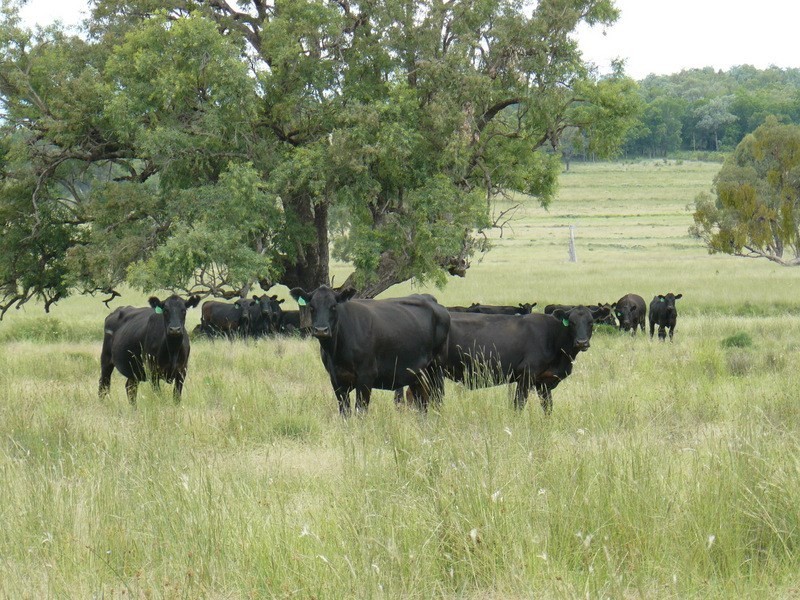 ” Irragappa “, Bellata NSW 2397