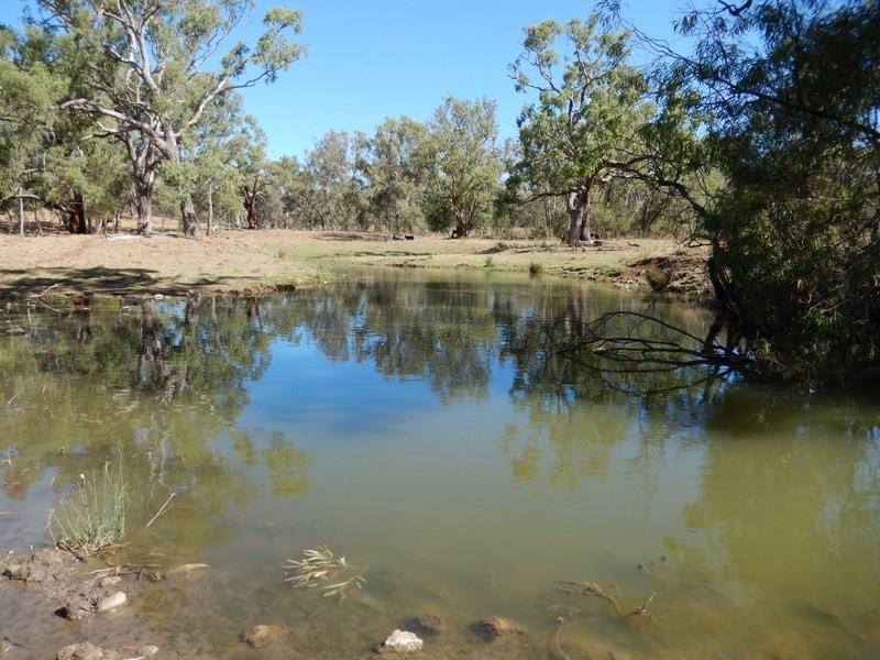 ” Gunna Gumpy “, Bingara NSW 2404