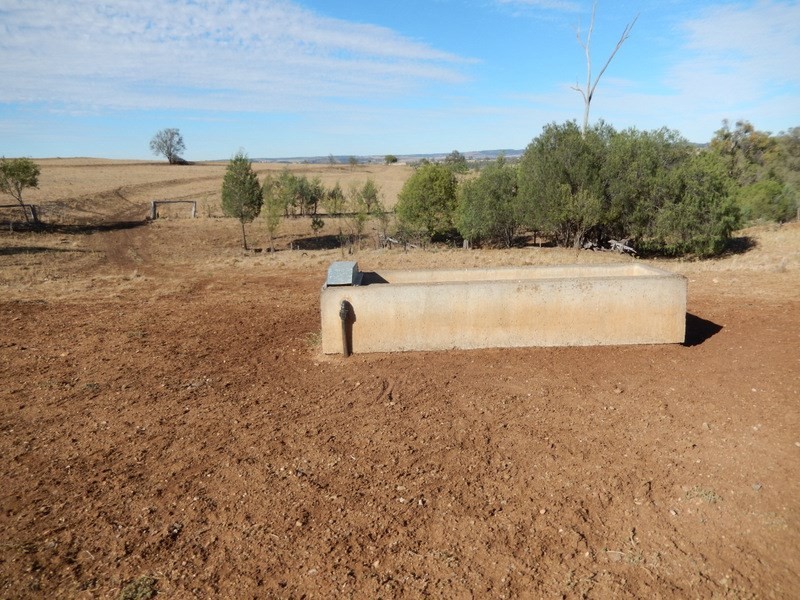 ” Gunna Gumpy “, Bingara NSW 2404