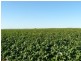 ” Biniguy Farming Aggregation”, Biniguy NSW 2399
