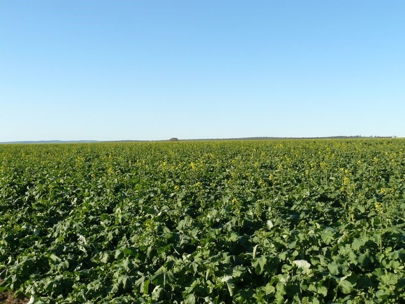 ” Biniguy Farming Aggregation”, Biniguy NSW 2399