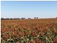 ” Biniguy Farming Aggregation”, Biniguy NSW 2399