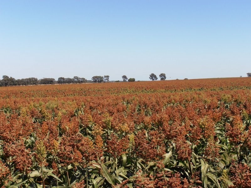 ” Biniguy Farming Aggregation”, Biniguy NSW 2399