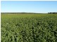 ” Biniguy Farming Aggregation”, Biniguy NSW 2399