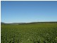 ” Biniguy Farming Aggregation”, Biniguy NSW 2399