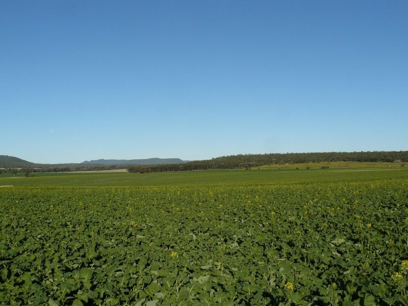 ” Biniguy Farming Aggregation”, Biniguy NSW 2399