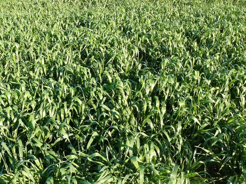 ” Biniguy Farming Aggregation”, Biniguy NSW 2399