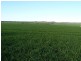 ” Biniguy Farming Aggregation”, Biniguy NSW 2399