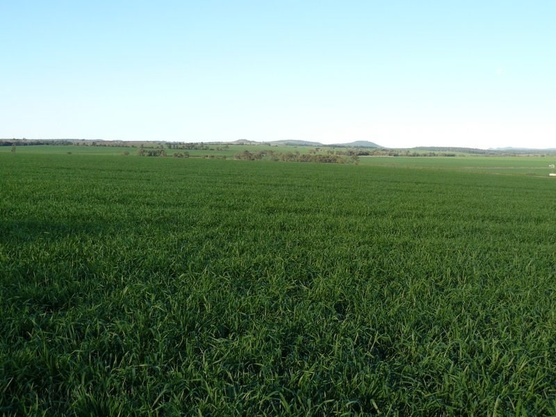 ” Biniguy Farming Aggregation”, Biniguy NSW 2399