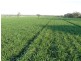 ” Biniguy Farming Aggregation”, Biniguy NSW 2399