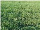 ” Biniguy Farming Aggregation”, Biniguy NSW 2399