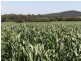 ” Glenhope”, Biniguy NSW 2399