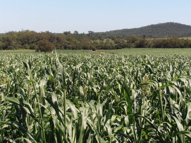” Glenhope”, Biniguy NSW 2399