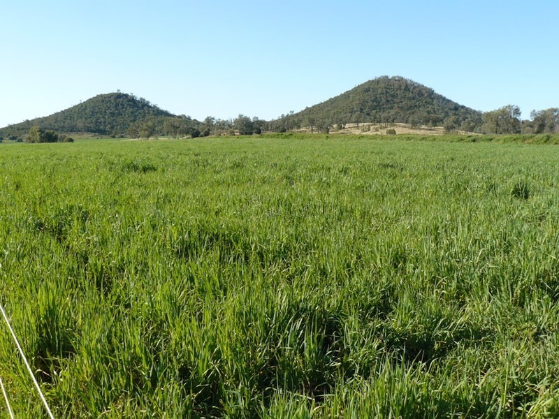 ” Glenhope”, Biniguy NSW 2399