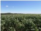 ” Glenhope”, Biniguy NSW 2399