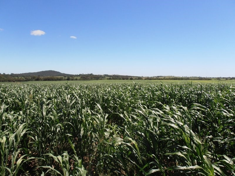 ” Glenhope”, Biniguy NSW 2399