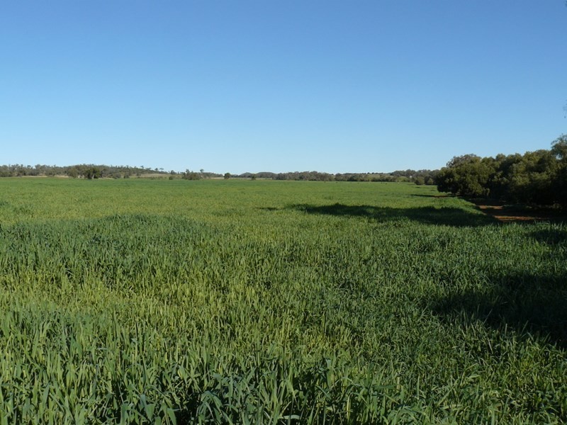 ” Glenhope”, Biniguy NSW 2399