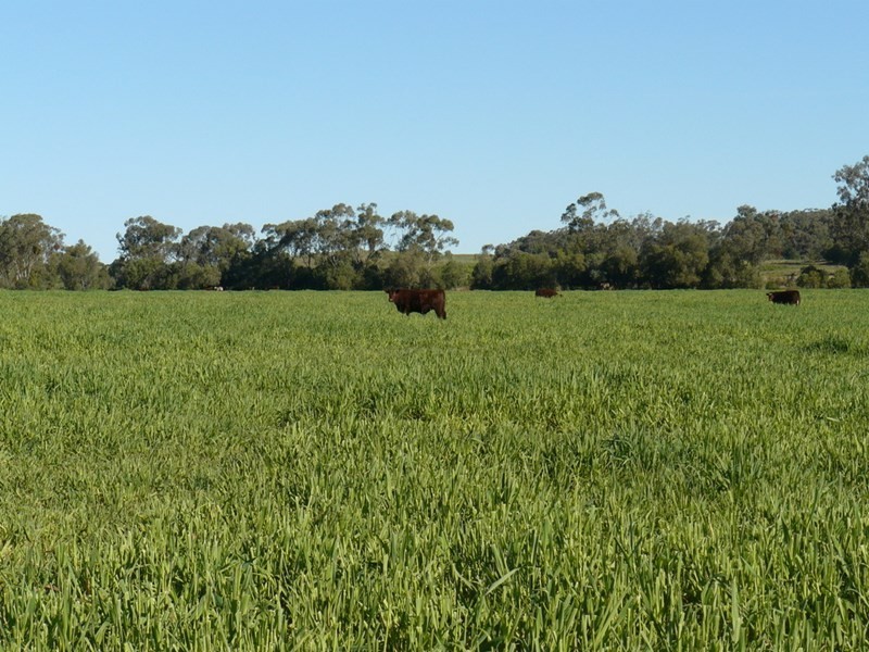 ” Glenhope”, Biniguy NSW 2399