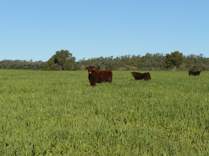 ” Glenhope”, Biniguy NSW 2399