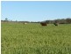” Glenhope”, Biniguy NSW 2399