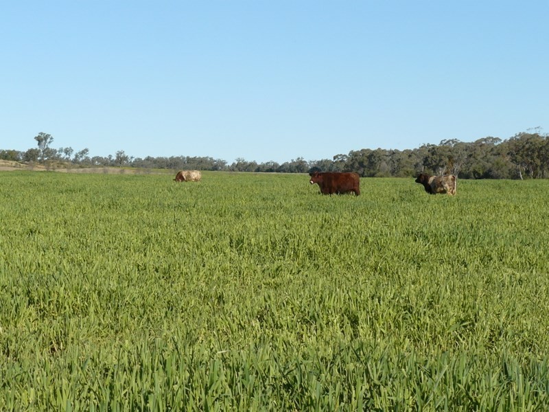 ” Glenhope”, Biniguy NSW 2399