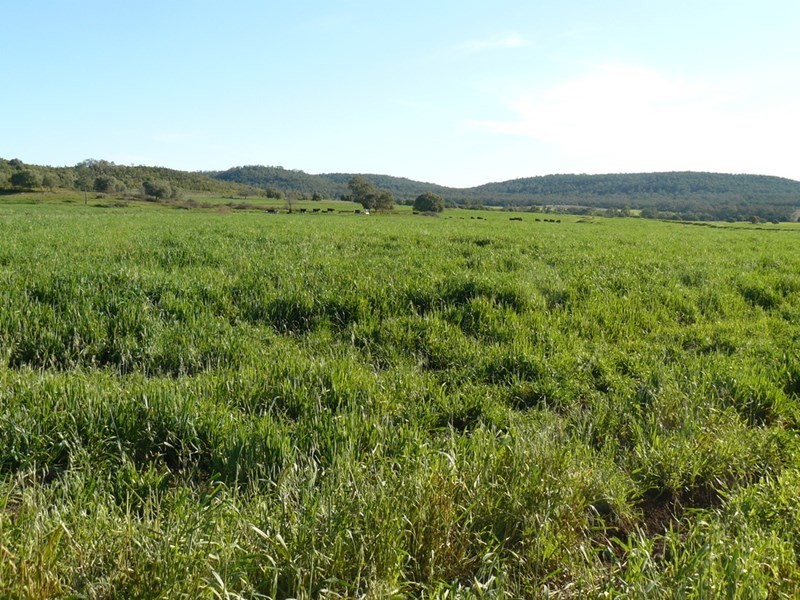 ” Glenhope”, Biniguy NSW 2399