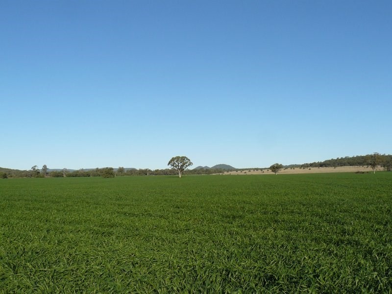 ” Koinonia”, Biniguy NSW 2399