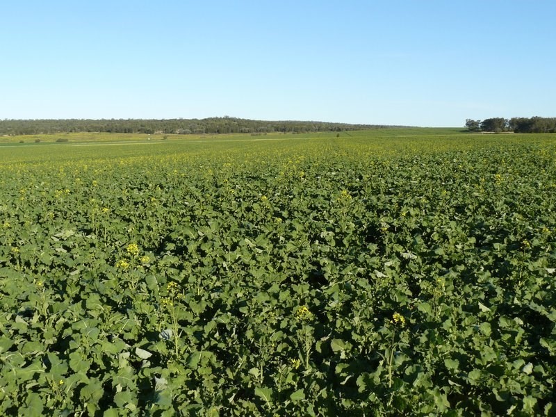 ” Koinonia”, Biniguy NSW 2399