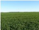 ” Koinonia”, Biniguy NSW 2399
