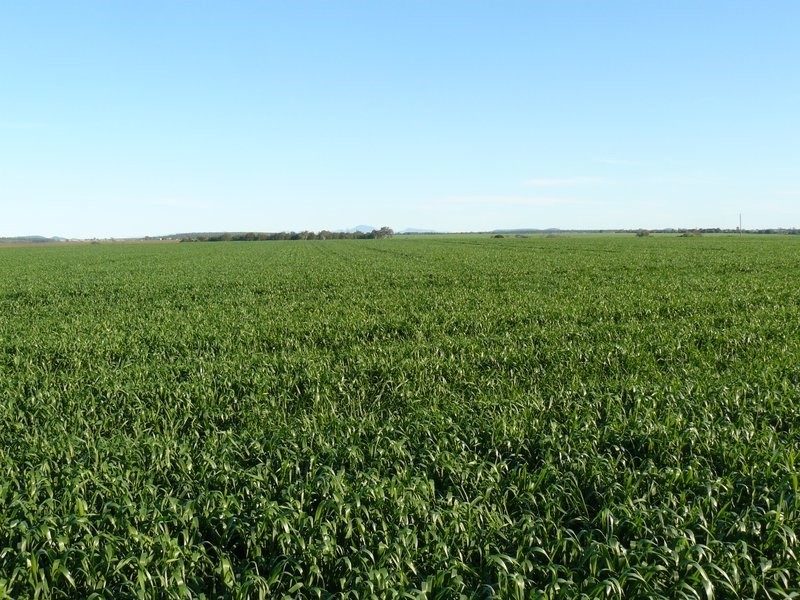 ” Koinonia”, Biniguy NSW 2399