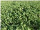 ” Koinonia”, Biniguy NSW 2399