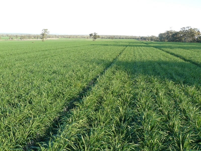 ” The Ponds”, Biniguy NSW 2399