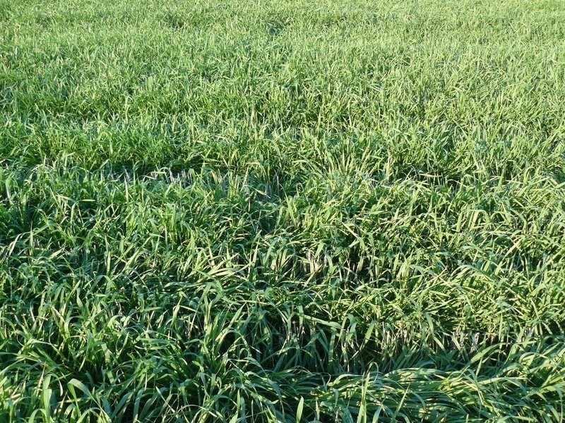 ” The Ponds”, Biniguy NSW 2399