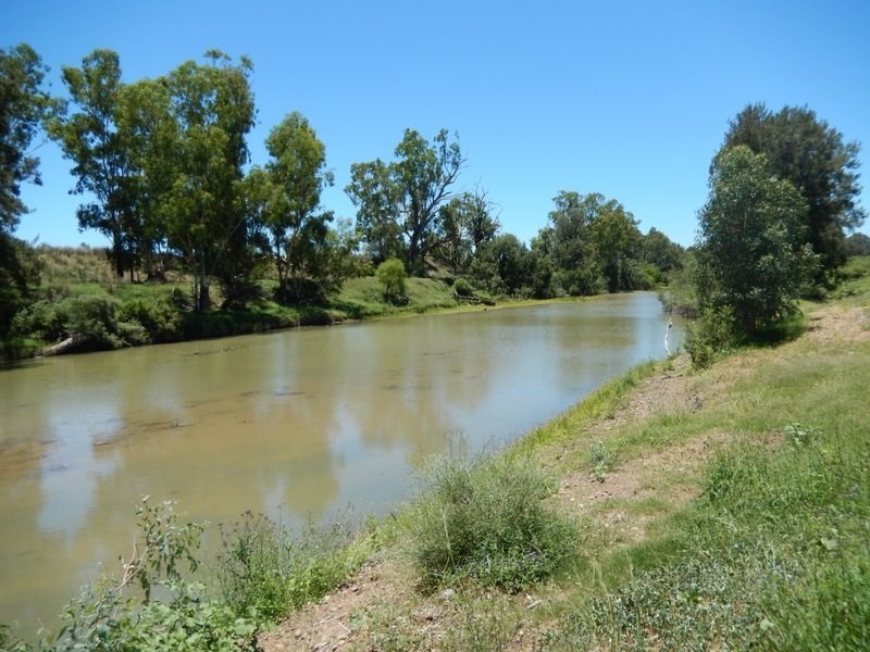 ” Rosebud Aggregation”, Bingara NSW 2404