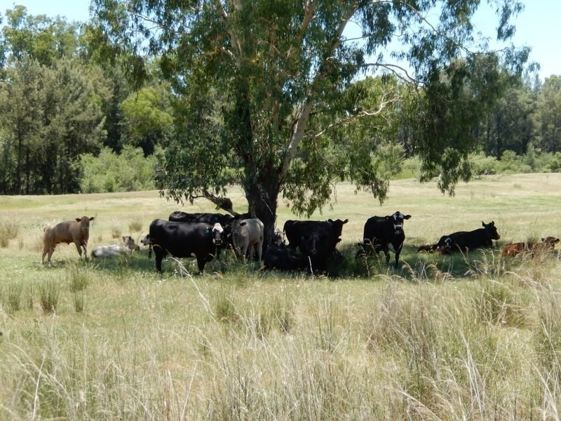 ” Rosebud Aggregation”, Bingara NSW 2404